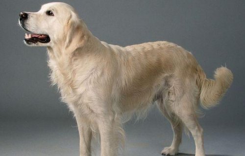 金毛可以近亲交配吗？