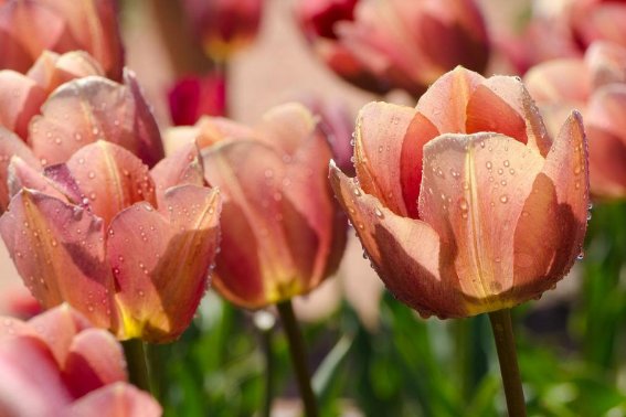 用落造句二年级上册