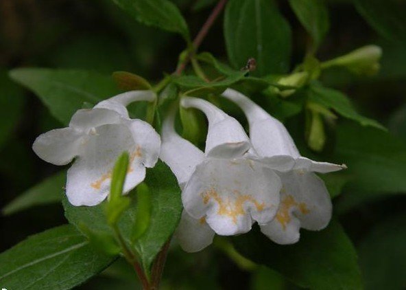 二翅六道木的医药价值