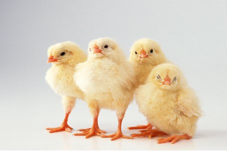 大器晚成是什么生肖?