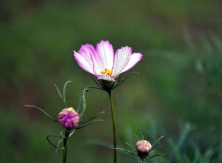 带芳字好听微信昵称有哪些？