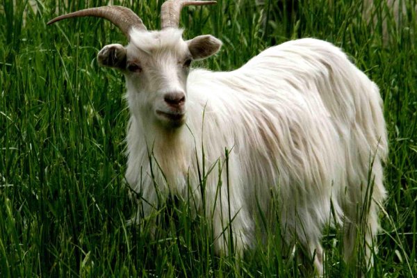 起居无时什么肖