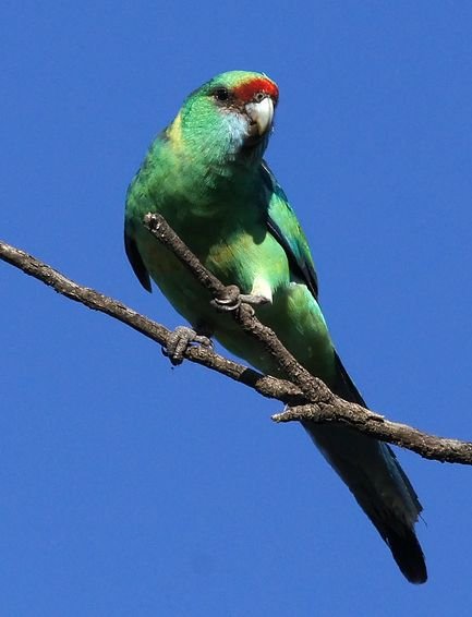 伯纳德氏鹦鹉的外形特征