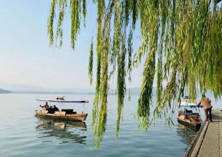 西湖标配垂柳变月季，为何会遭到当地居民的吐槽？