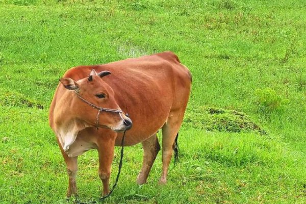 筋皮力尽的意思是什么生肖