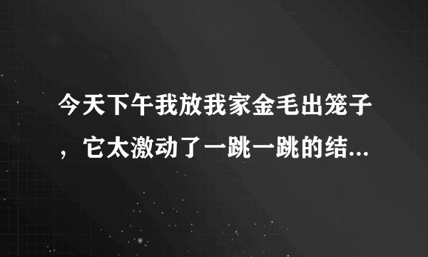 今天下午我放我家金毛出笼子，它太激动了一跳一跳的结果它踩到我了，爪子把我脚给插了一下，破皮了也流