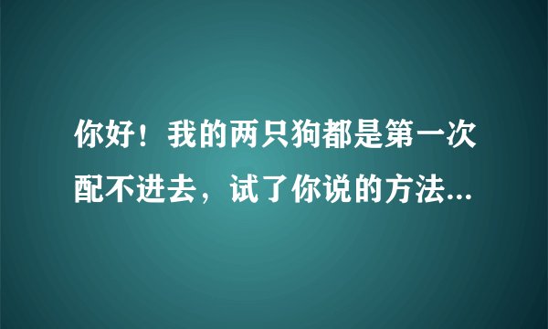你好！我的两只狗都是第一次配不进去，试了你说的方法可是推插不进去要怎么办？