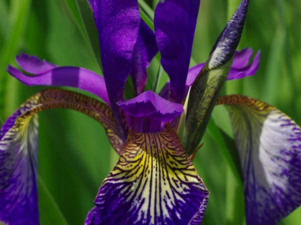 代表神明救赎的花