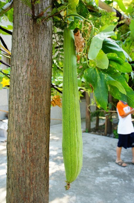 南汇生活网的介绍