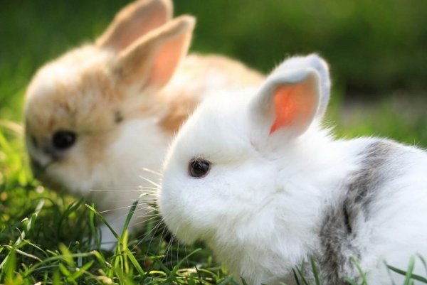 抓耳挠腮猜一个动物