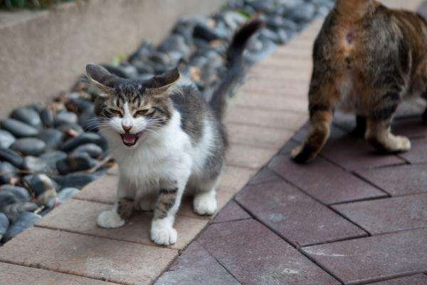 为什么猫咪会被认为是无骨动物？