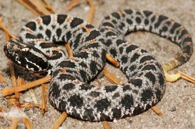 非洲十大毒蛇排行