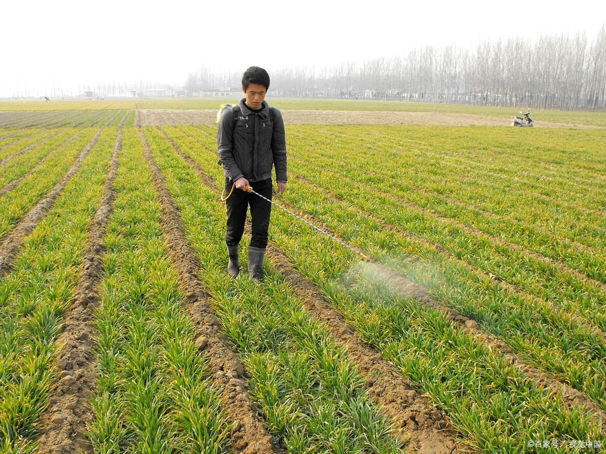 农药百草枯和敌敌畏哪个毒性更强?