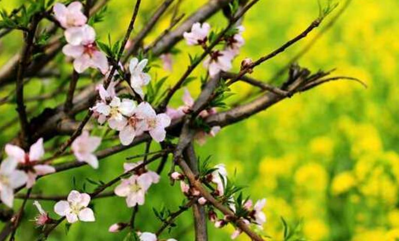 依草附木的意思