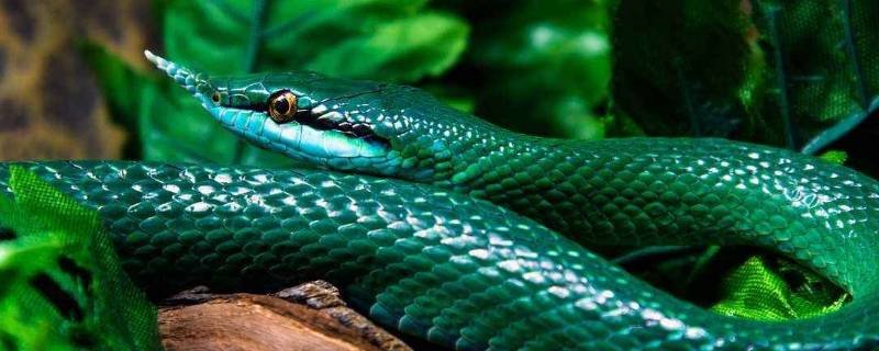 抱团取暖是什么动物