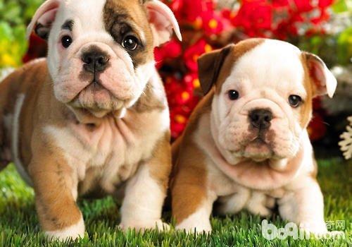 狗狗最近食欲突然增大，正常吗?