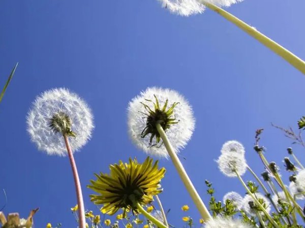 代表神明救赎的花