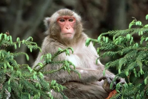 不言而喻指什么动物