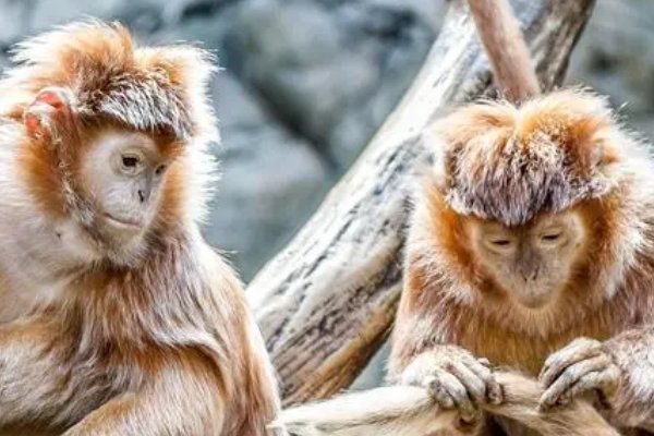 不言而喻指什么动物