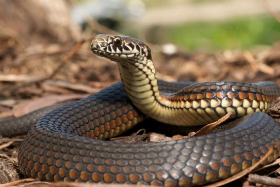 愁云淡淡打一正确生肖动物