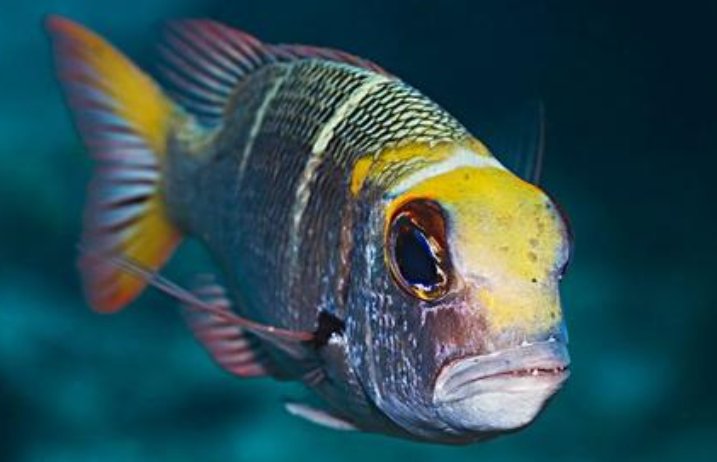 脊椎动物包括哪些分类？