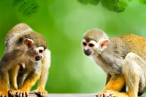 抓耳挠腮猜一个动物