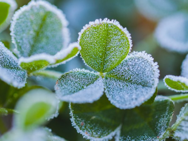 今年是冷冬还是暖冬