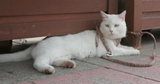 流浪10天的石家庄白猫终于找到了，背后都有哪些人的努力？