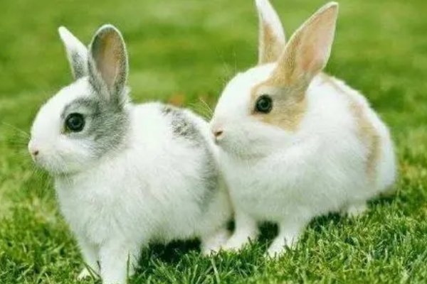 妾妇之道指一生肖