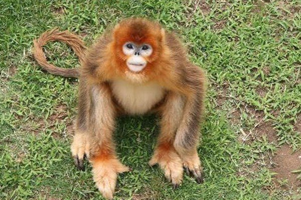 蚊力负山指什么动物生肖正确答案