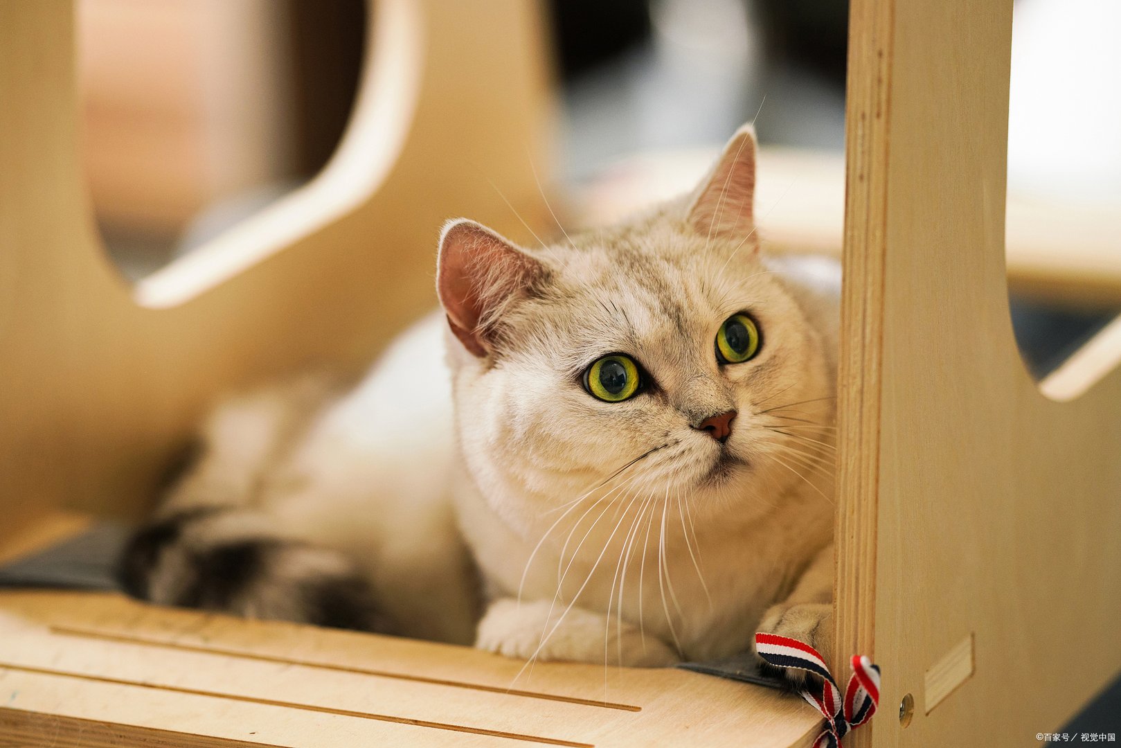 大家知道维多利亚最宠爱的波斯猫吗？