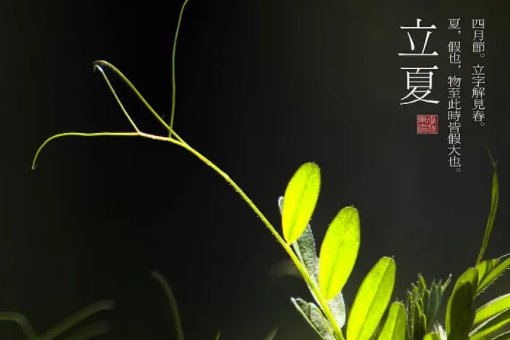 立夏看夏的意思是