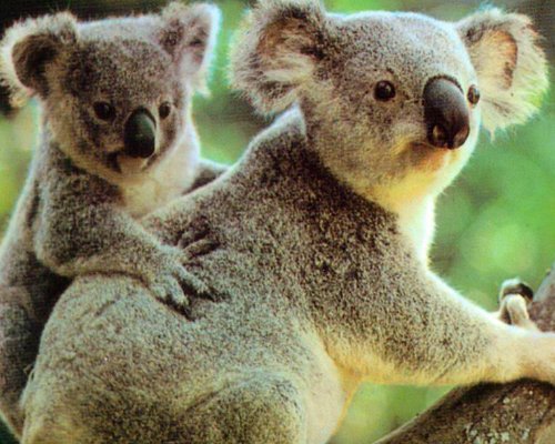 树懒跟考拉是一回事吗？