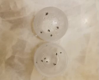 北京朝阳区一小区跳蚤泛滥，这会如何影响人们的生活？