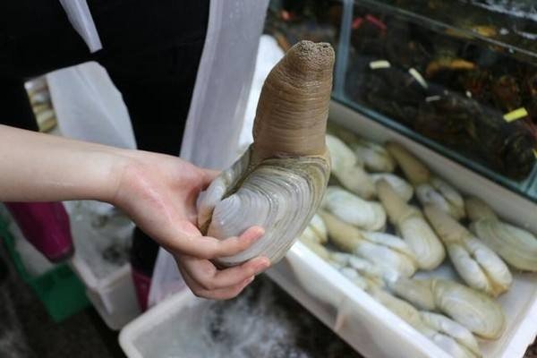 冰箱能放象拔蚌吗？