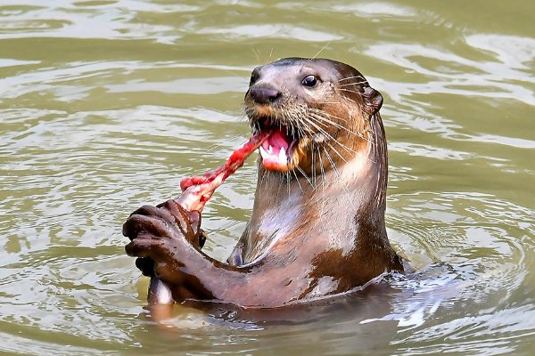 水鬼是什么东西？