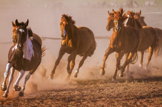 四蹄奔奔指的是什么动物