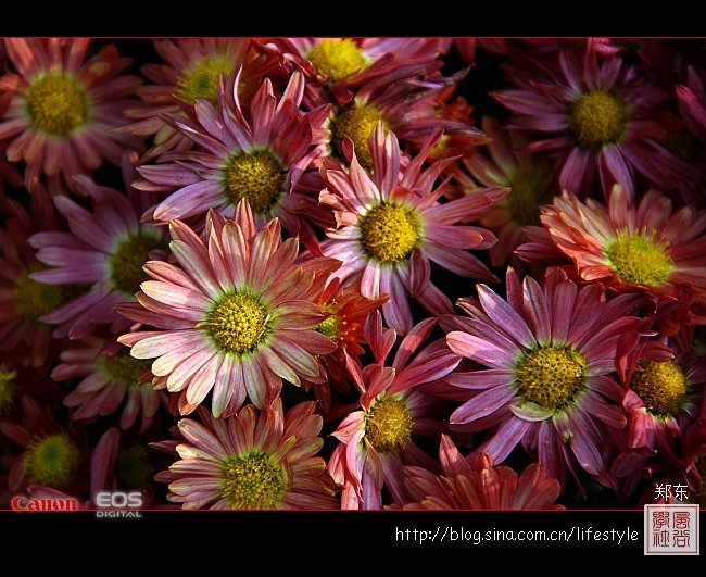 菊花香味的剧情简介