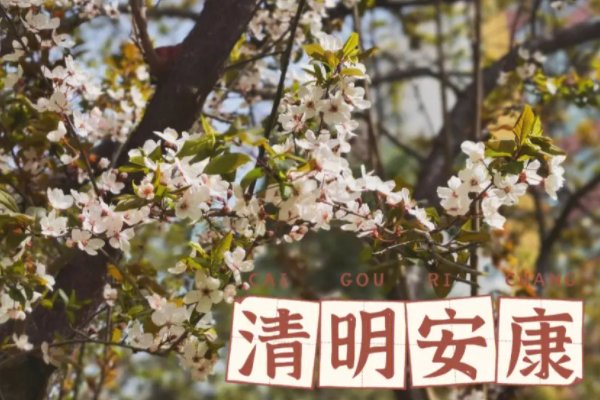 清明安康还是快乐