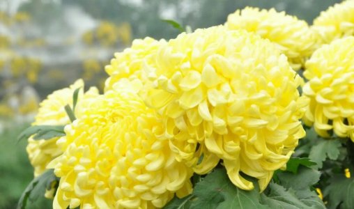 清明寄语怎么写10字