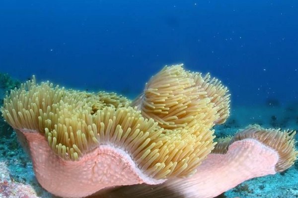 海底都有哪些秘密