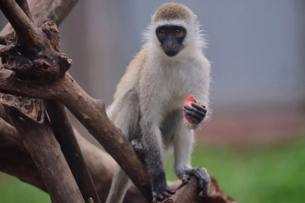 秋雨绵绵打一生肖什么动物