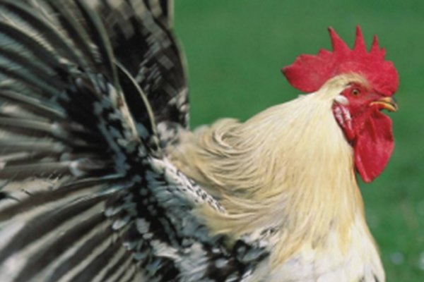 五里云雾怎么解释生肖