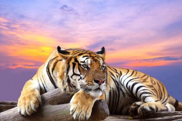 缄舌闭口什么意思什么生肖