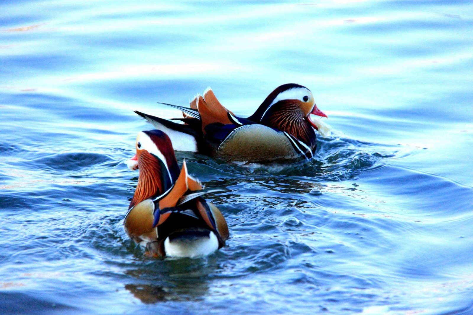 鸳鸯戏水解什么生肖