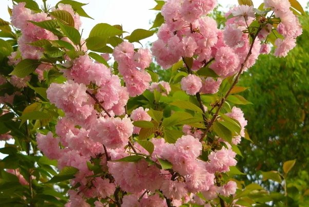 末班车后胶囊旅馆未增删樱花翻译