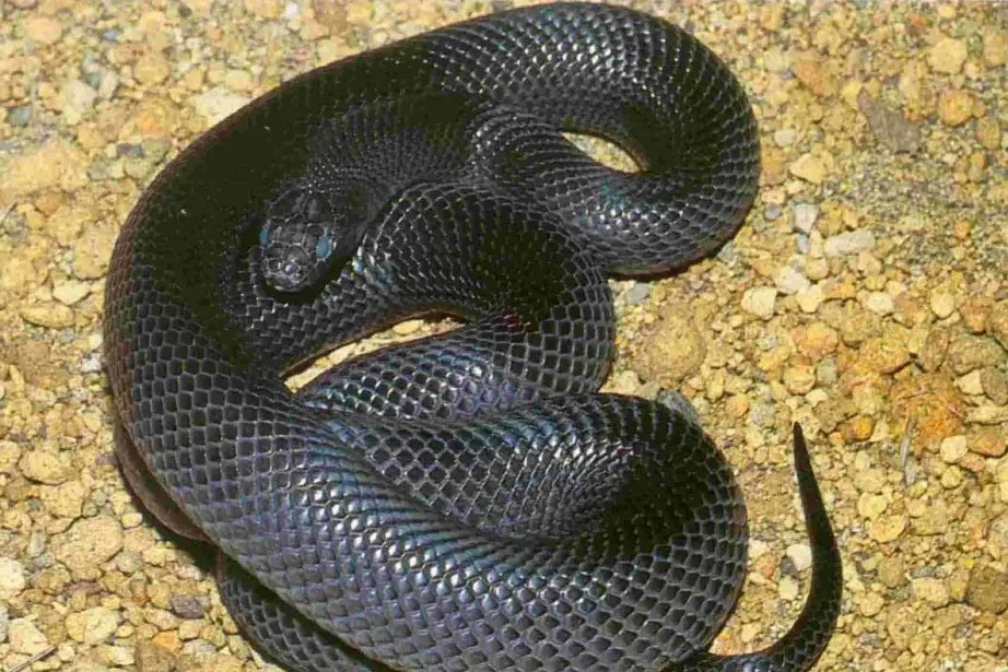 非洲十大毒蛇排行