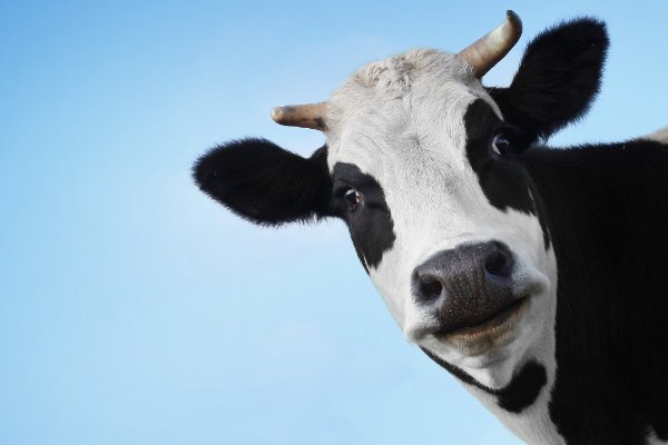 卒岁穷年指一生肖