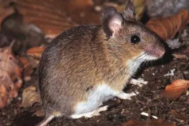 装怯作勇是什么生肖?