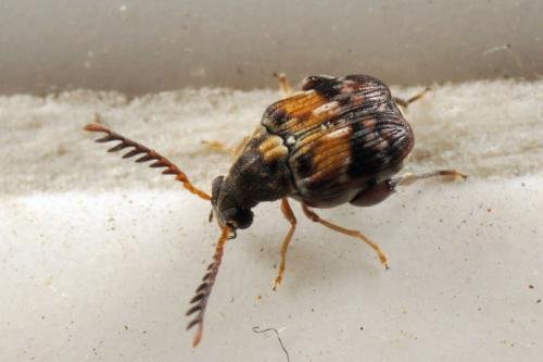 家里发现两支虫子，是什么虫呀？？